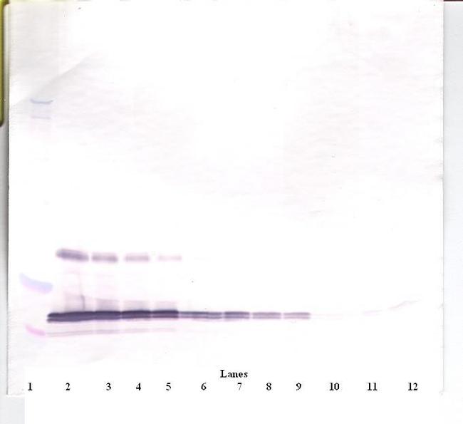 Leptin Antibody in Western Blot (WB)