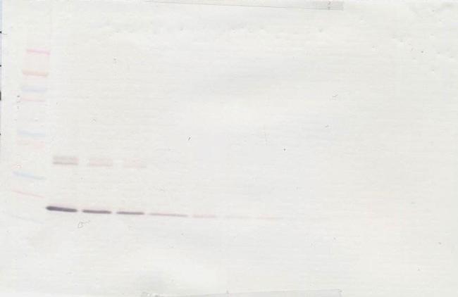 G-CSF Antibody in Western Blot (WB)