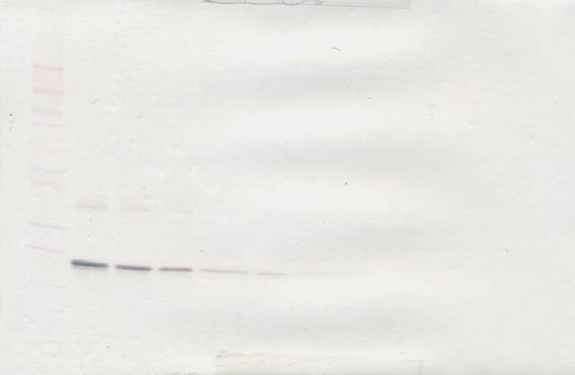 G-CSF Antibody in Western Blot (WB)