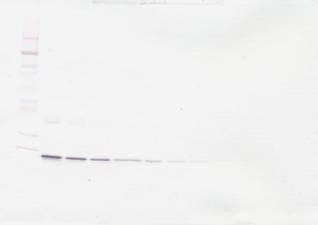 G-CSF Antibody in Western Blot (WB)