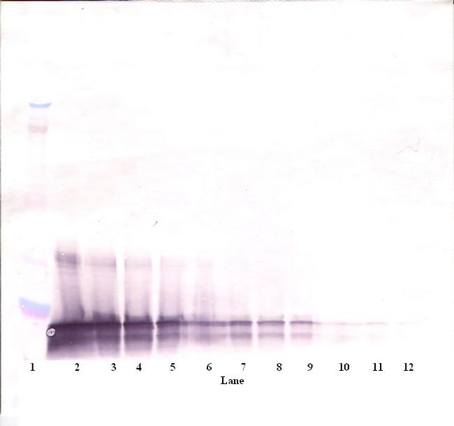 SCF Antibody in Western Blot (WB)