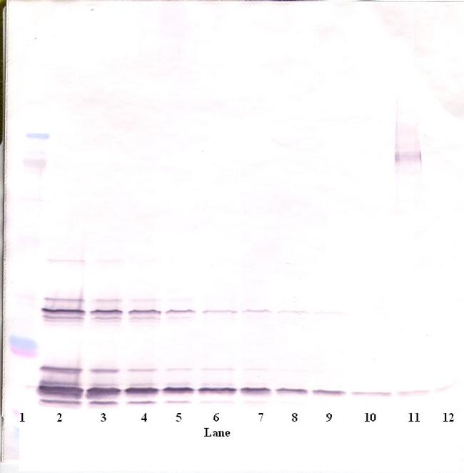 SCF Antibody in Western Blot (WB)