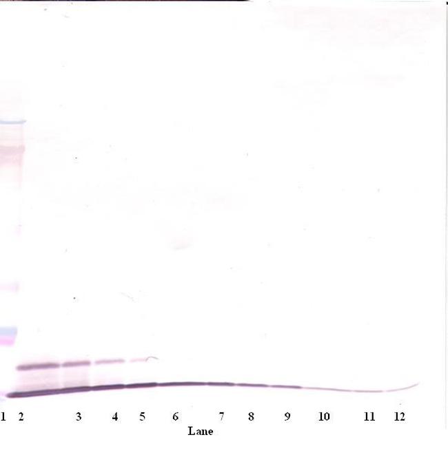 CXCL1 Antibody in Western Blot (WB)