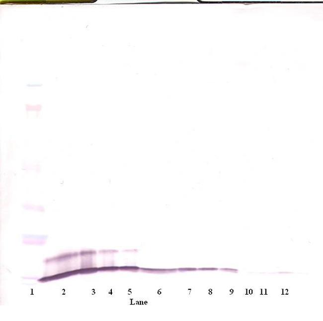 CXCL1 Antibody in Western Blot (WB)