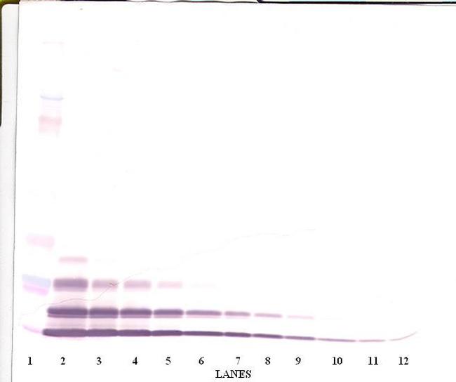 CXCL2 Antibody in Western Blot (WB)