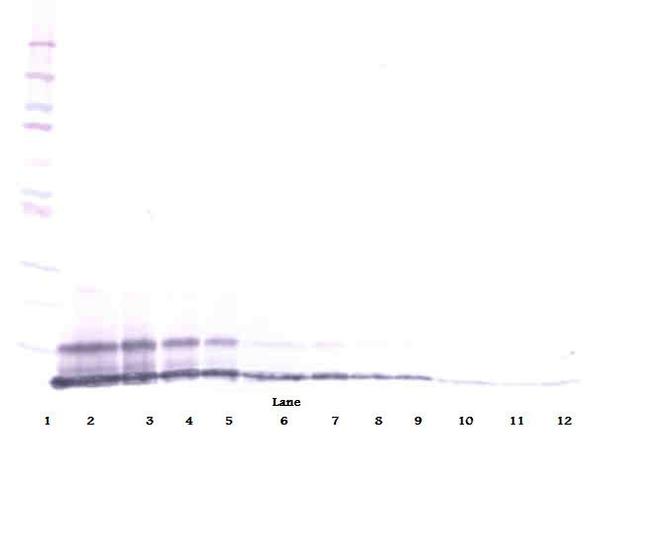 CXCL2 Antibody in Western Blot (WB)