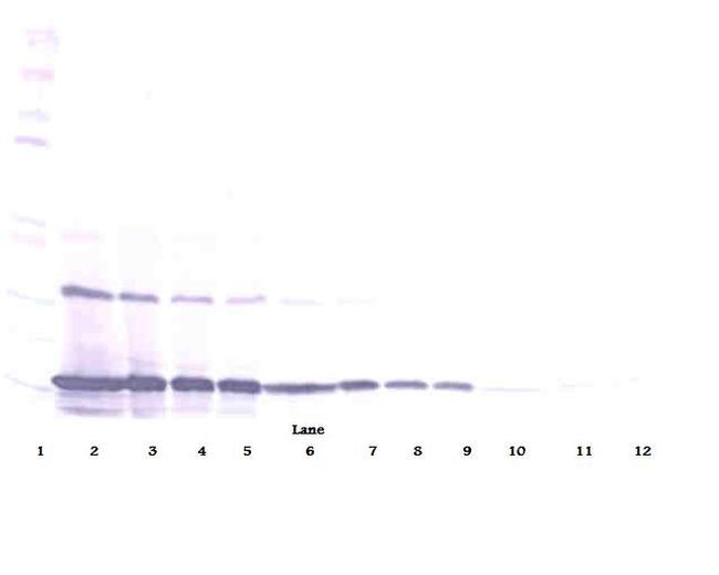 MCP-1 Antibody in Western Blot (WB)