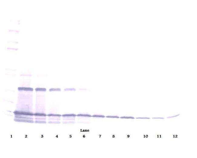 MCP-1 Antibody in Western Blot (WB)