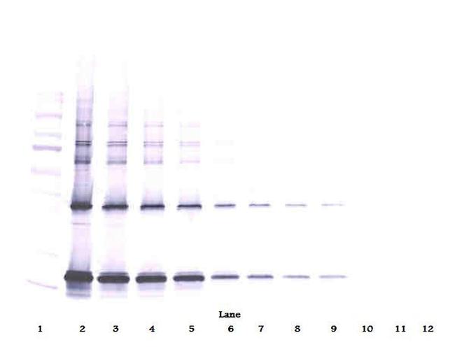 CNTF Antibody in Western Blot (WB)