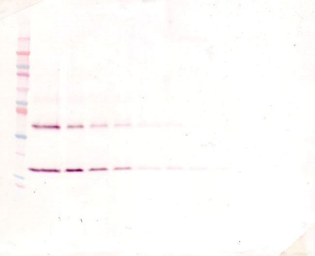 IL-1 beta Antibody in Western Blot (WB)