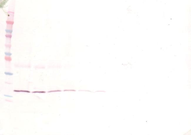 IL-1 beta Antibody in Western Blot (WB)