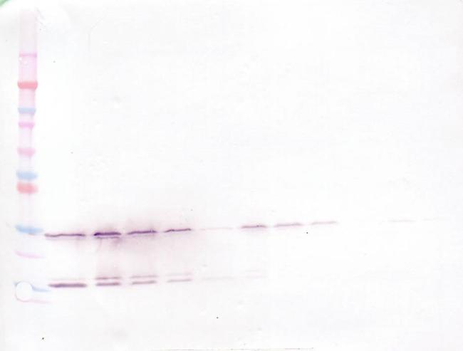 GDNF Antibody in Western Blot (WB)