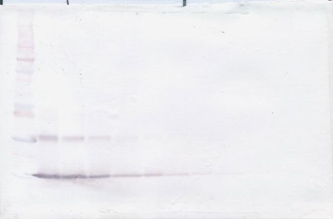 NTF4 Antibody in Western Blot (WB)