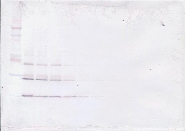 NTF4 Antibody in Western Blot (WB)