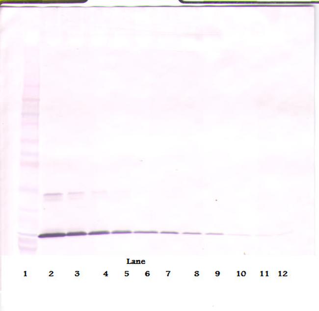 NTF4 Antibody in Western Blot (WB)