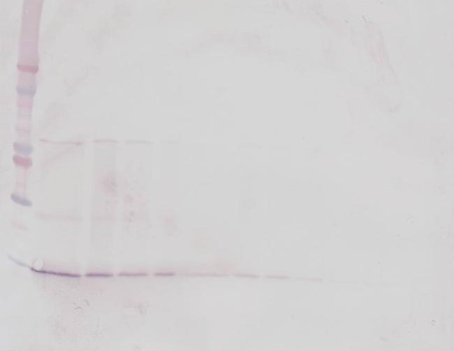 BDNF Antibody in Western Blot (WB)