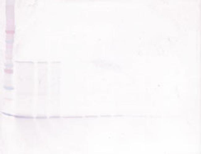 BDNF Antibody in Western Blot (WB)