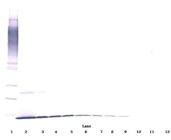 beta-NGF Antibody in Western Blot (WB)