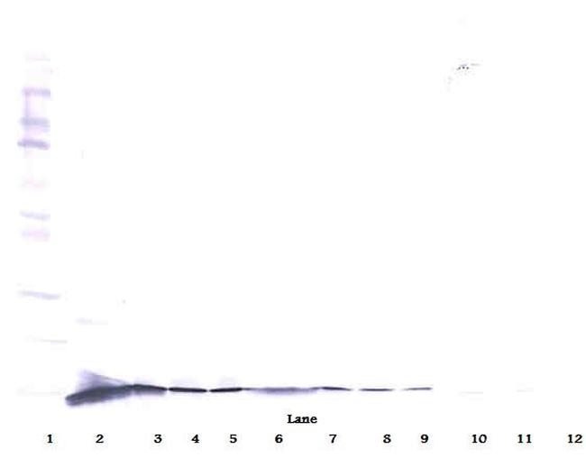 beta-NGF Antibody in Western Blot (WB)