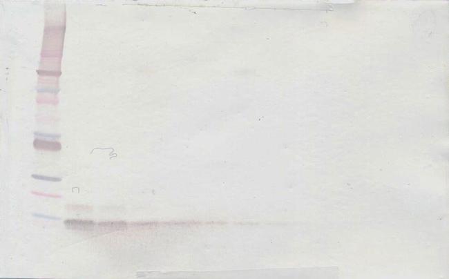 CXCL12 alpha (SDF-1 alpha) Antibody in Western Blot (WB)