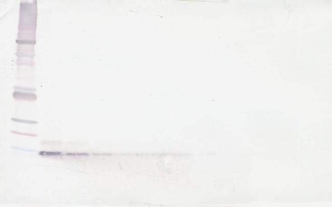 CXCL12 alpha (SDF-1 alpha) Antibody in Western Blot (WB)