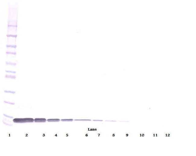 CXCL12 beta (SDF-1 beta) Antibody in Western Blot (WB)