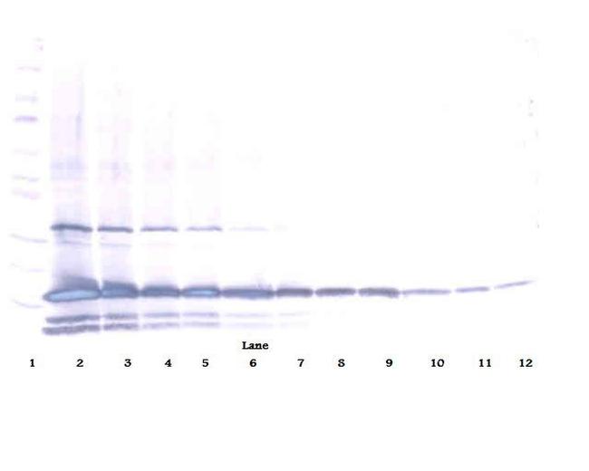 IL-25 Antibody in Western Blot (WB)