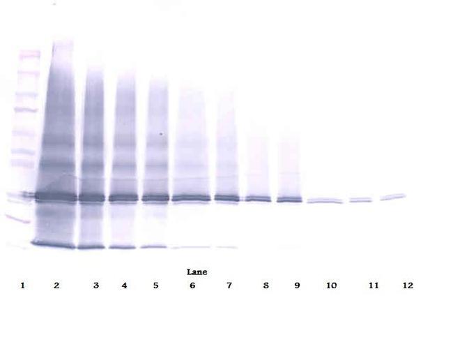 IL-25 Antibody in Western Blot (WB)