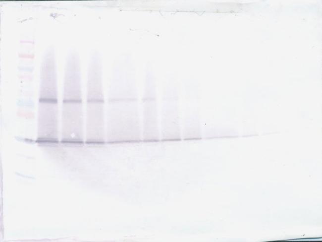 IL-17F Antibody in Western Blot (WB)