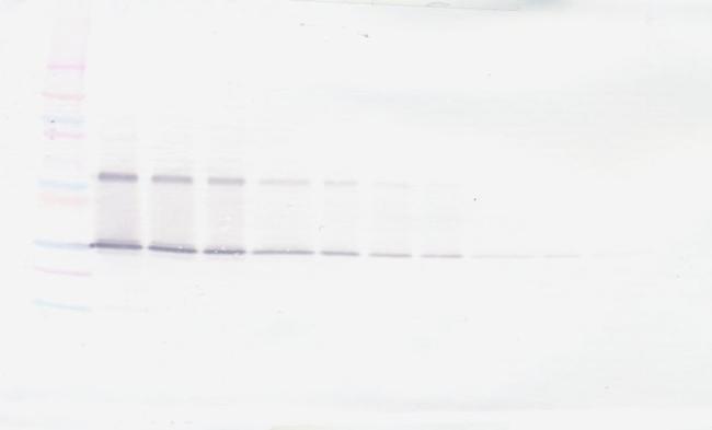 IL-17F Antibody in Western Blot (WB)