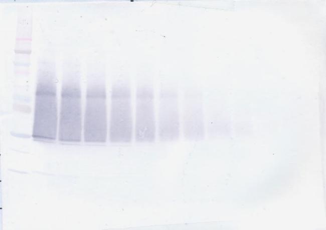 IL-17F Antibody in Western Blot (WB)