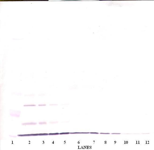 CXCL1 Antibody in Western Blot (WB)