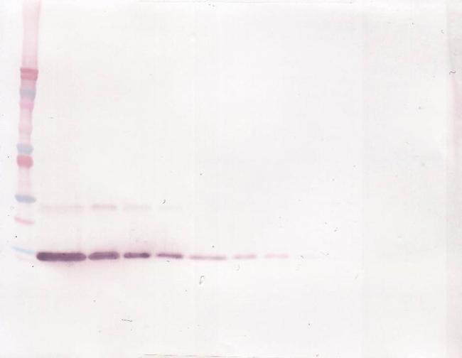 IL-4 Antibody in Western Blot (WB)