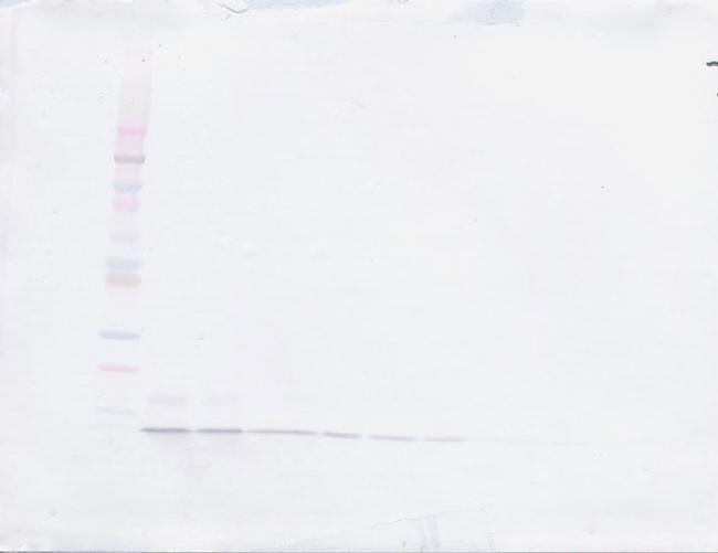 MIP-3 alpha Antibody in Western Blot (WB)