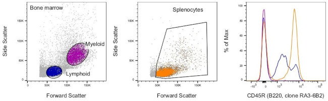 CD45R (B220) Antibody