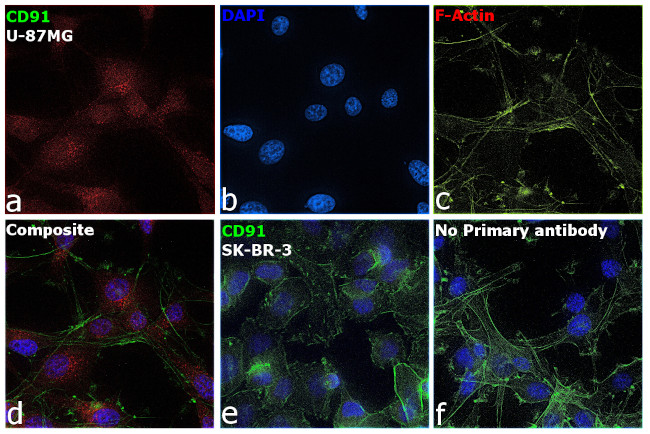 CD91 Antibody in Immunocytochemistry (ICC/IF)