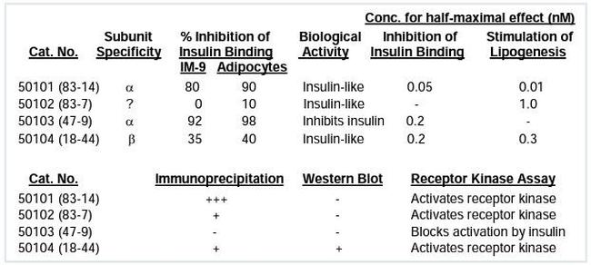 Insulin receptor Antibody in Western Blot (WB)