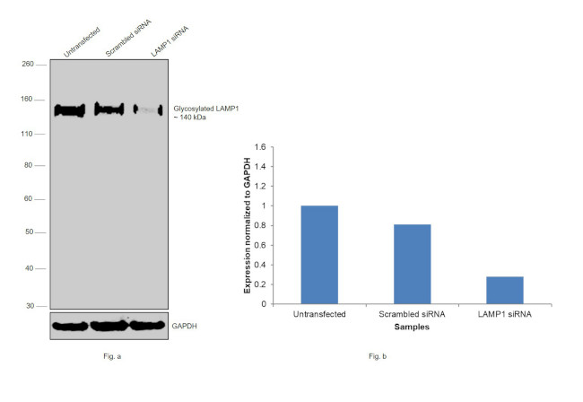 CD107a (LAMP-1) Antibody