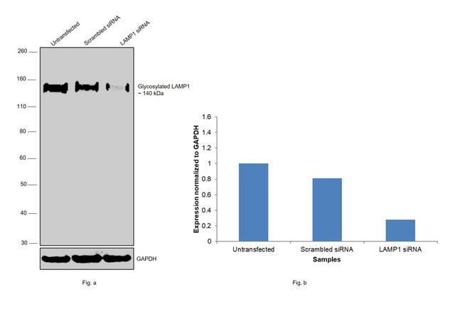 CD107a (LAMP-1) Antibody in Western Blot (WB)