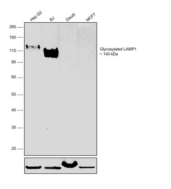 CD107a (LAMP-1) Antibody in Western Blot (WB)