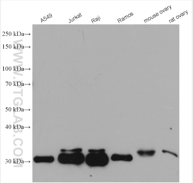 BCL10 Antibody in Western Blot (WB)