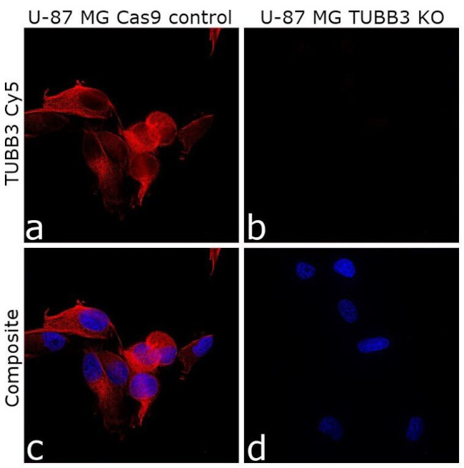 beta-3 Tubulin Antibody in Immunocytochemistry (ICC/IF)