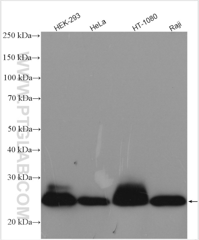 BAX Antibody in Western Blot (WB)