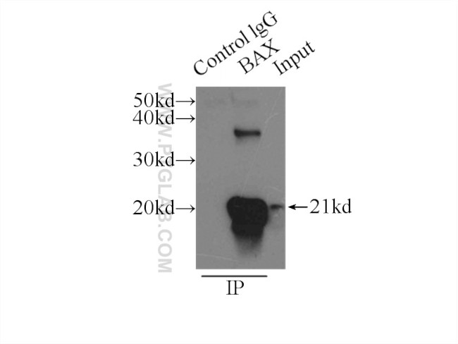 BAX Antibody in Immunoprecipitation (IP)