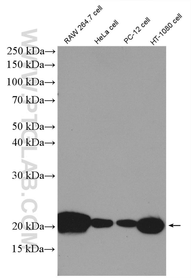 BAX Antibody in Western Blot (WB)