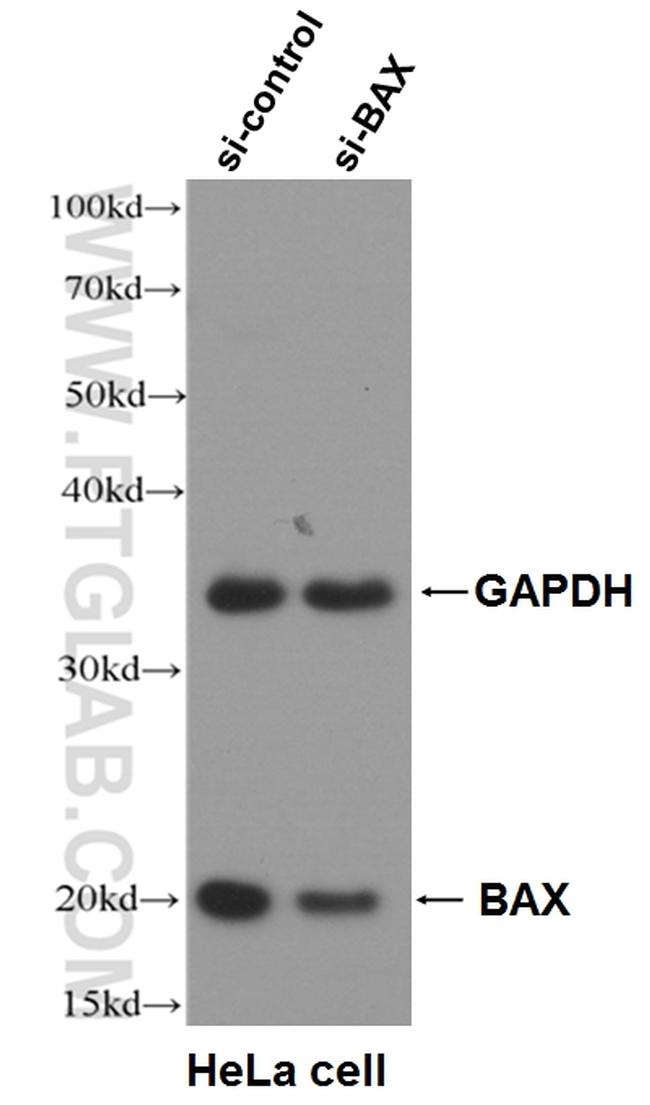 BAX Antibody in Western Blot (WB)