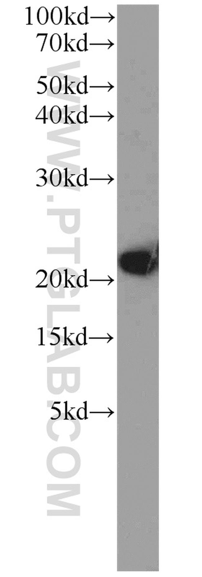 BAX Antibody in Western Blot (WB)