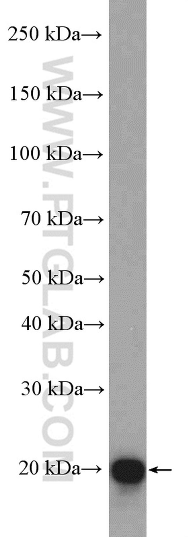 BAX Antibody in Western Blot (WB)