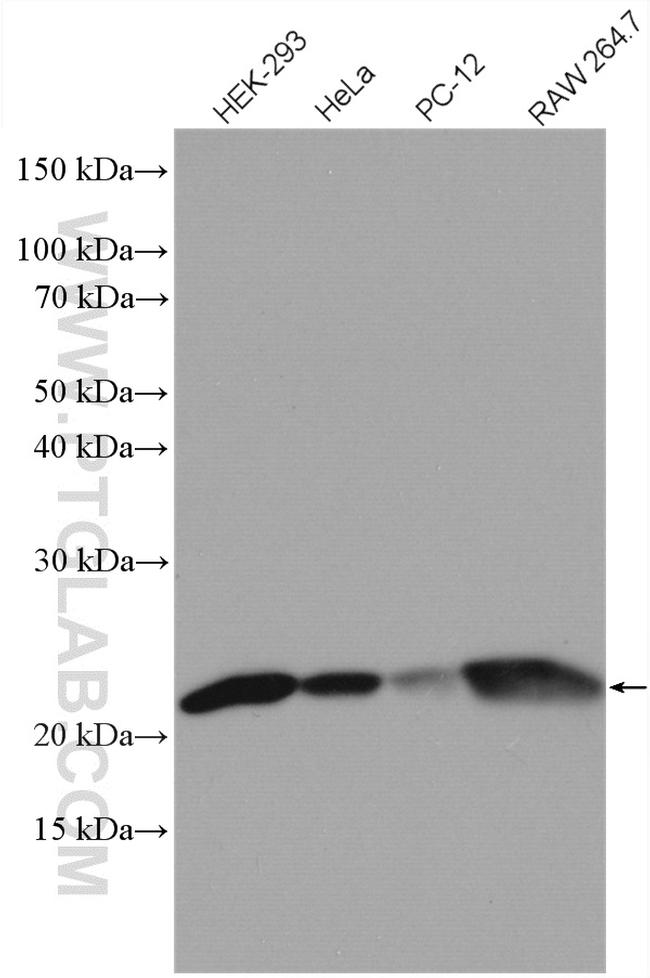 BAX Antibody in Western Blot (WB)