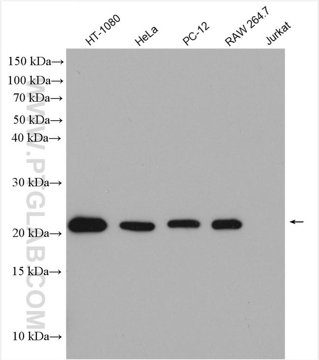 BAX Antibody in Western Blot (WB)